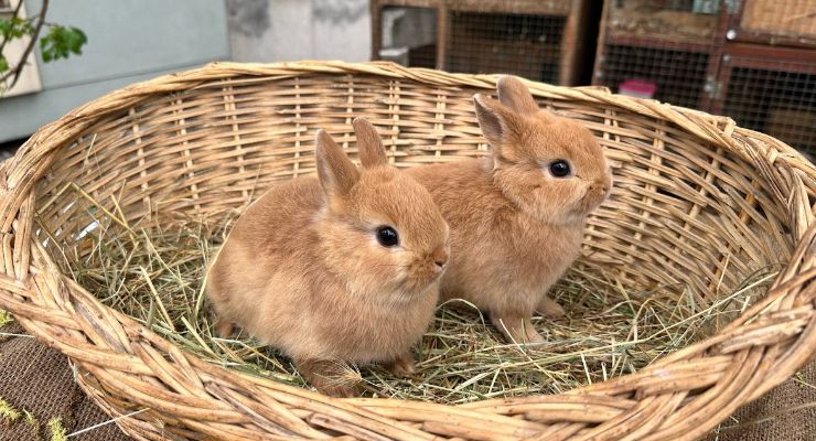 Tokat Büyümeyen Tavşan