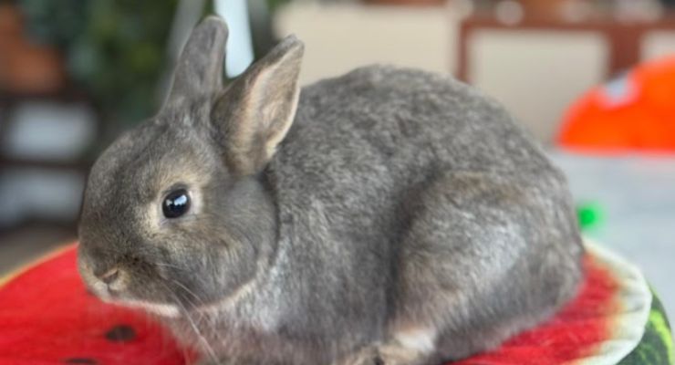 Tokat Ev Tavşanı