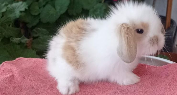 Tokat Hollanda Lop Tavşan